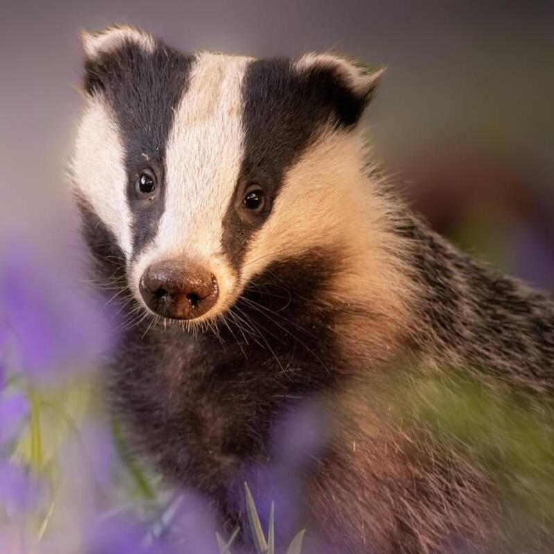badgers