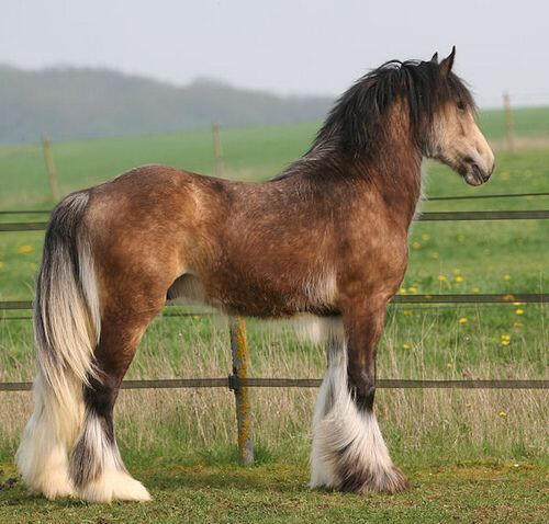 horses