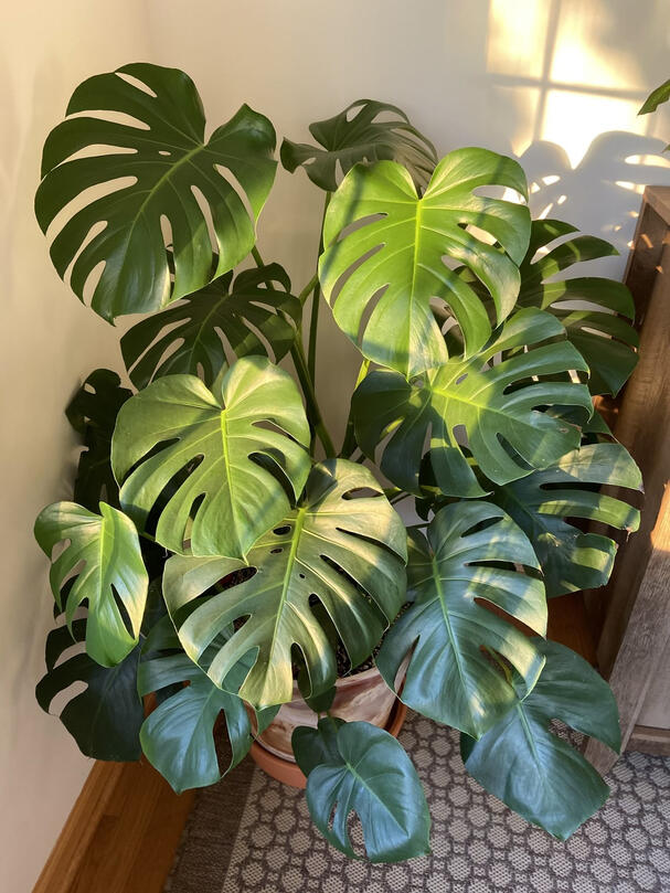 plant ownership